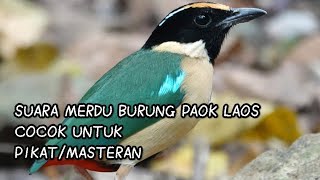 Suara Merdu Burung Paok Laos di Hutan Kopi Robusta Flores #burungkicau