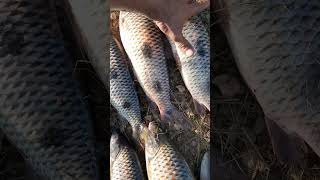 piau três pinta olha ou tamanho dos brutos #pesca