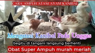 Obati Alami Ayam Kanibal