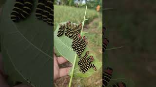 ulat bulu #plants #hutan #animals #biology