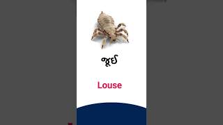 Louse meaning in Gujarati - English Dictionary