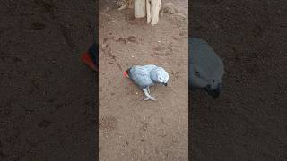 un loro y un conejo en cocodrilo parque #shortvideo #animals