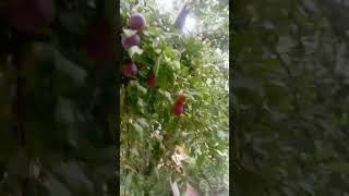 Best relaxing fruit tree farming | Oddly  Harvesting #fresh fruit | Fruit plum آلو بخارہ #organic