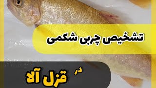 تشخیص چربی شکمی در قزل آلا