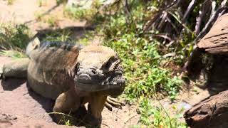 Once thought to be extinct, the Jamaican iguana was rediscovered in 1990