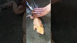 Reaksi Bearded dragon ketika tubuhnya dibersihkan.