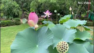 Relaxing music - Lotus and Lily - #Lily #Lotus #nature #garden #beauty #music