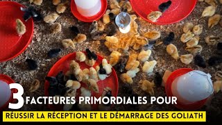 3 points important pour réussir la réception et le démarrage des poussins