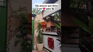 #gatos #viralvideo #gatofofo#cat #bomdia#reflexao #gatosengracados #brasil #caridade#evangelho #pets