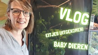 Eitjes uitgekomen en meer baby dieren