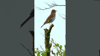 SUARA BURUNG DI ALAM LIAR #travel #petualangalam #nature #birds #songbird