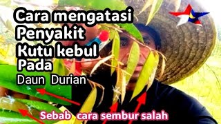 Teknik atau Cara Mengatasi Penyakit kutu kebul atau kutu Putih Pada Daun Durian.