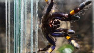 Przekładanie 3 młodych samic Poecilotheria metallica do docelowych terrariów