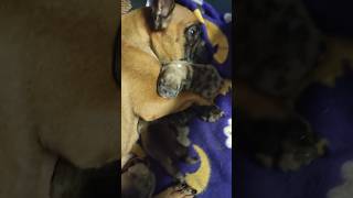 Тая стала мамой. french bulldog puppies. #shorts