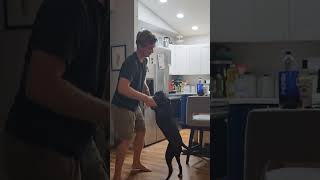 my son & the puppy having a moment. Sinatra on vinyl. mess in the kitchen. life is good.