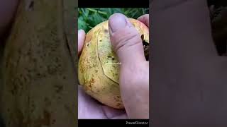 fruit harvesting#rurallife#rural_life_india#nature#pomegranate#shorts