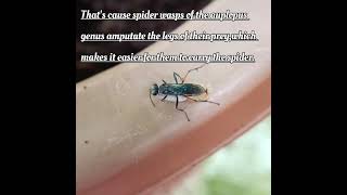 This spider wasp amputates the legs of spider it hunts.Read description to know more. #learning