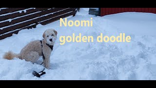 goldendoodle Noomi