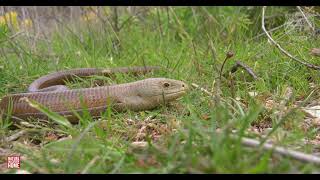 REPTI PLANET HERPETOUR EXPEDITIONS 4K RESOLUTION