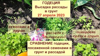 Годеция 2023. Посадка рассады в грунт. Сравнение выращенной рассадой и посеянной семенами в грунт.