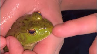 Caught a Bullfrog! Bullfrog hunting in the dead of night!