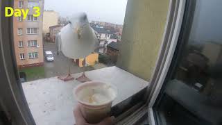 Day 3 Harry feeding seagull / Dzień 3 karmienie mewy #feeding #seagull #birds  #mewy