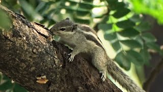 Indian Palm Squirrel 🐿💚