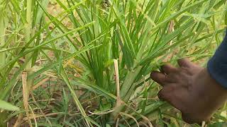 Natural farming , Ragi cultivation