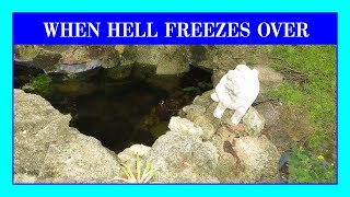 Preparing the Outdoor Koi Pond for a Freeze in Sunny Florida!