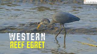 Western Reef Egret | #shorts #wildlife #india #explore #travel #explorer