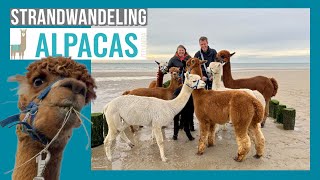 Strandwandeling met Alpaca's