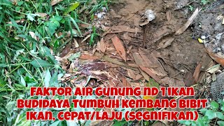 AIR PEGUNUNGAN MENGALIR KEKOLAM, PH, AIR STABIL, TIDAK BERBATAS, TUMBUH KEMBANG IKAN CEPAT/LAJU