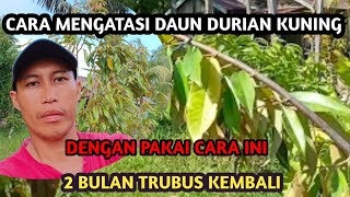 Cara merawat durian musang king | Cara mengatasi daun durian kuning