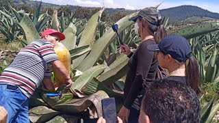 Ruta de pulque(멕시코식 막걸리? 만드는 선인장물채취과정) Rancho Magueyero San Isidro Tlaxcala #mexico #pulque