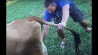 Ben milking his first cow