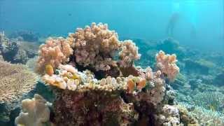 KANAWA ISLAND - LABUHAN BAJO (Nusa Tenggara Timur)