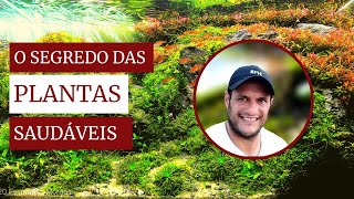 Como Manter suas Plantas Aquáticas Saudáveis no seu Aquário