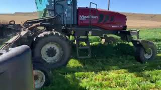 Cutting our Super Winter Cover Crop Mix