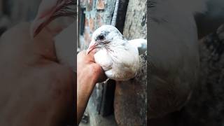 humar kabootar #shorts #viralvideo  #ytshorts #pigeon #nafeespigeon