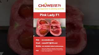 Pink Beef Indeterminate Hybrid Juicy TY&Nematode Resistance Tomato Seed