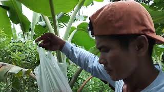 NATIVE PAPAYA ANG DAMI PUNO AT ANG DAMI BUNGGA