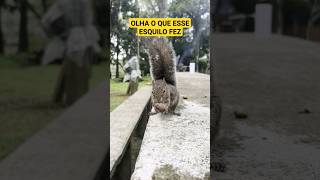 Esquilo serelépe comendo castanha noz pecã #natureza #nature #squirrel #new