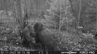 Funny Wild Hogs Having a Party/Mežacūkas kasās pie darvas