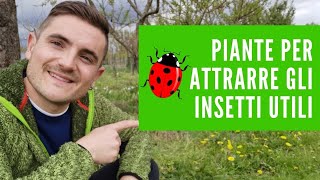 PIANTE PER ATTRARRE COCCINELLE E ALTRI INSETTI UTILI