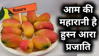 आम 🥭 की मन मोह लेने वाली किस्म हुस्नआरा, देख कर ही हो जायेंगे फिदाUP MANGO 🥭 FESTIVAL LUCKNOW