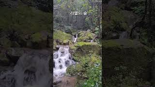 모처럼 단비가 내려서 해갈이 된 산림정원 라엘의 숲 #nature