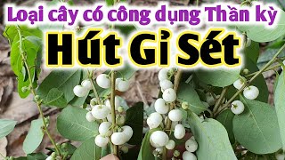 Bài thuốc trị vêt thương không lành, hút rỉ sét, phòng uốn ván.  PHAN HẢI Vlog