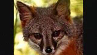 Island Fox March