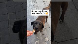 Stray DOG liked the offer!