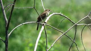 El canto del ruiseñor (Luscinia megarhynchos).